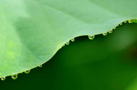 グリーンドロップ