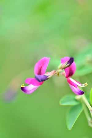 秋の七草のひとつ