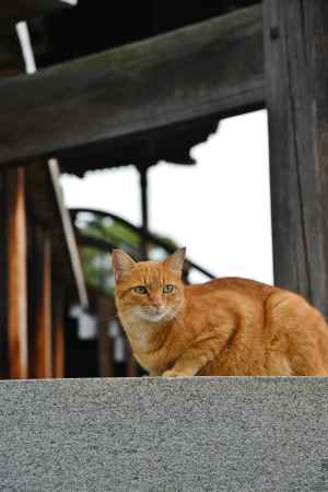 くろ谷さんのネコちゃん