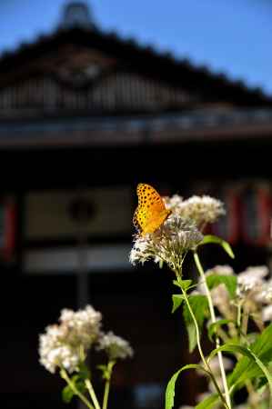 革堂行願寺　ツマグロヒョウモン