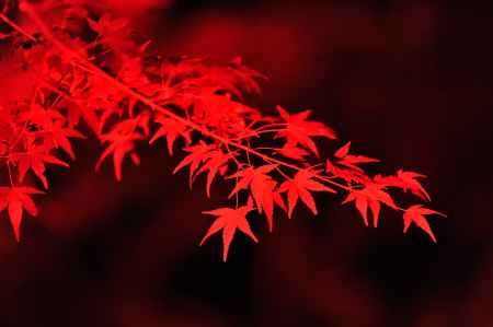 紅色もみじ