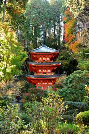 木洩れ日の三重塔