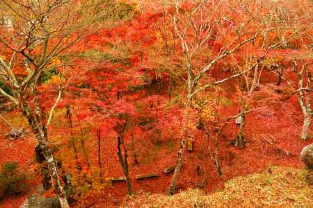 瞳が赤く染まりそう