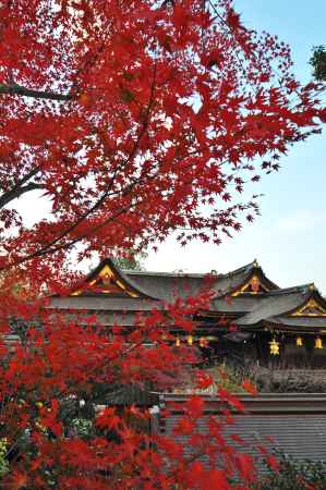 御土居のモミジ