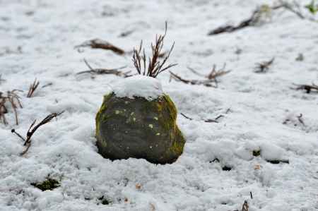 雪の中からこんにちは