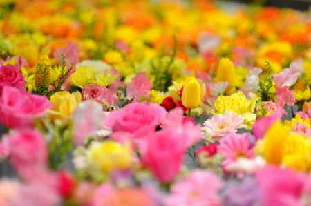 京町家　春爛漫