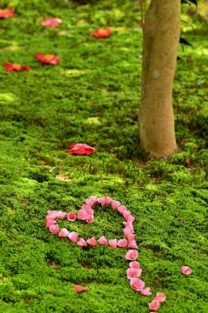 可愛いロゼフローラ