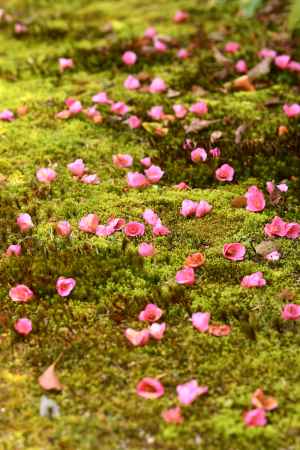 ピンク色の行進