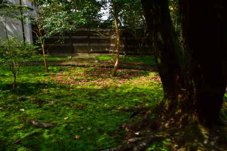 ロゼフローラ降臨