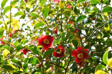 小さなハートがかくれんぼ