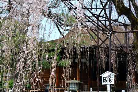 風にゆれる阿亀桜