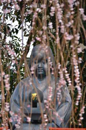 おかめさん〜もうすぐ満開ですね