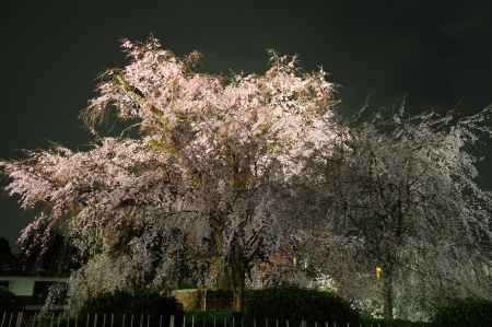 円山公園　夜桜
