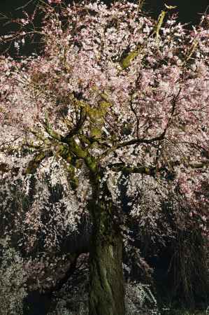 祇園枝垂桜