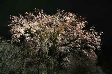 桜花　今ぞ盛りと人は言へど　