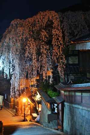産寧坂　枝垂れ桜
