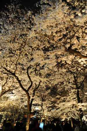 祇園白川さくらライトアップ