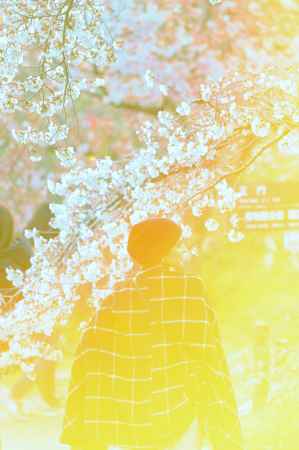 桜の美は万国共通