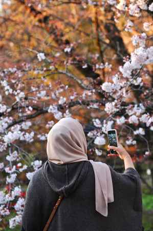 インスタ映え　桜