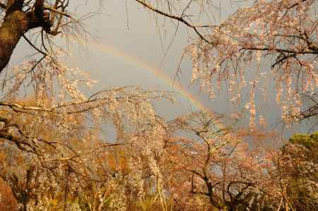 桜と虹