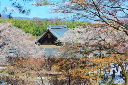 桜の中にたたずむ