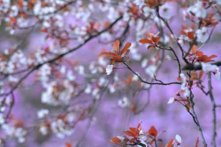 紅葉李（ベニバスモモ）