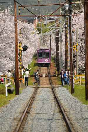 桜バックショット