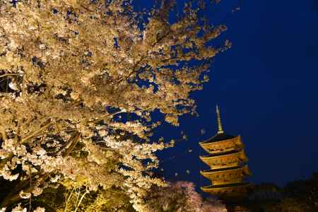豪華絢爛　夜桜