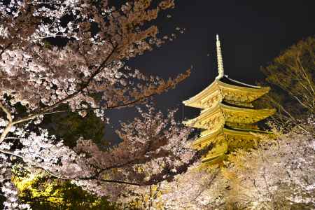 美しすぎる夜桜