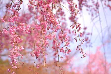 見頃は続くよ…