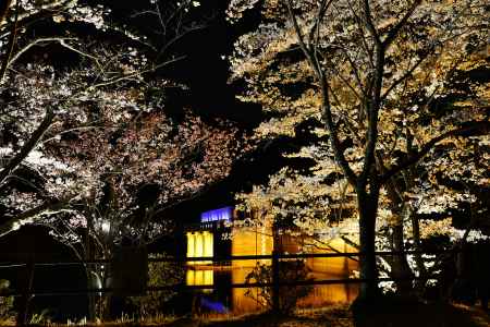 大野ダム　花明かり