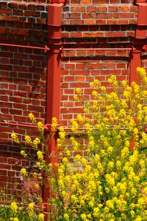 レンガ色と菜の花色