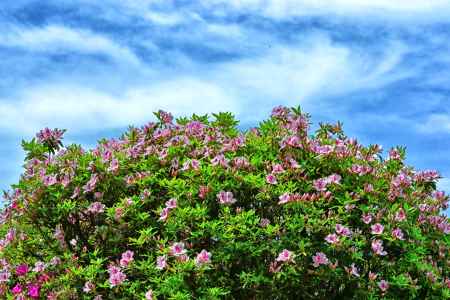 甘いつつじの蜜