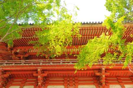 西大門（仁王門）輝く緑