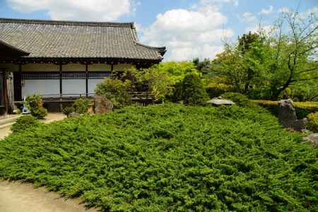 勧修寺 ハイビャクシン