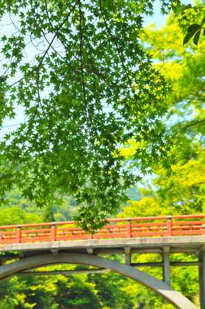 萌える若葉と渡猿橋
