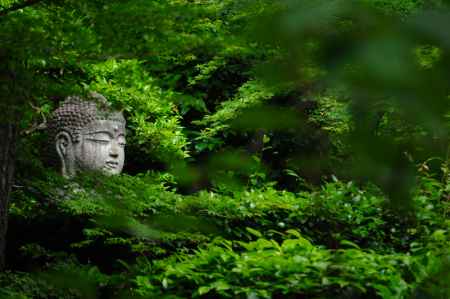 仏さまと樹々の翠緑