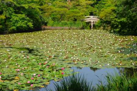 弁天島に咲く睡蓮