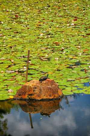 睡蓮と亀の甲羅干し