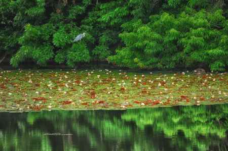 睡蓮のサンドイッチ