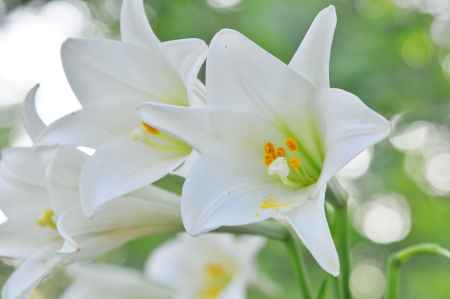 受胎告知の白いユリ