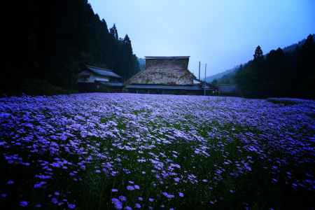 久多地域　北山友禅菊　夏の風物詩
