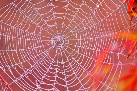 蜘蛛の糸