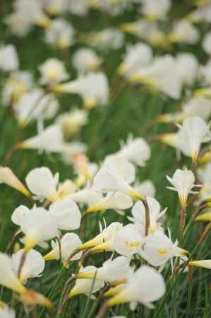 ナルキッスス　カンタブリクス