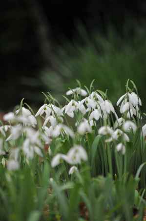 スノードロップ物語