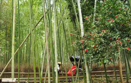 竹林に咲く椿の花