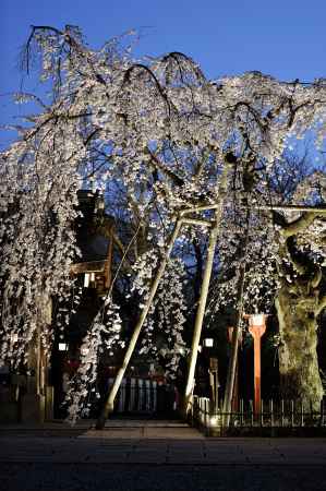 魁桜ブルーモーメント