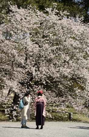 ハイカラさんの春