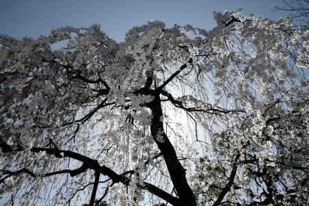 降り注ぐ光と花