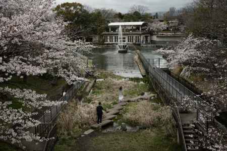 桜と噴水